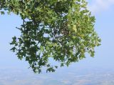 Acer monspessulanum. Часть кроны взрослого дерева. Сан-Марино, г. Титано, каменистый склон. 6 сентября 2014 г.