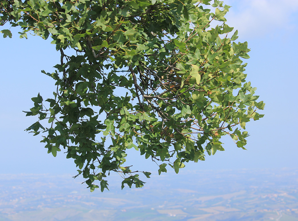 Image of Acer monspessulanum specimen.