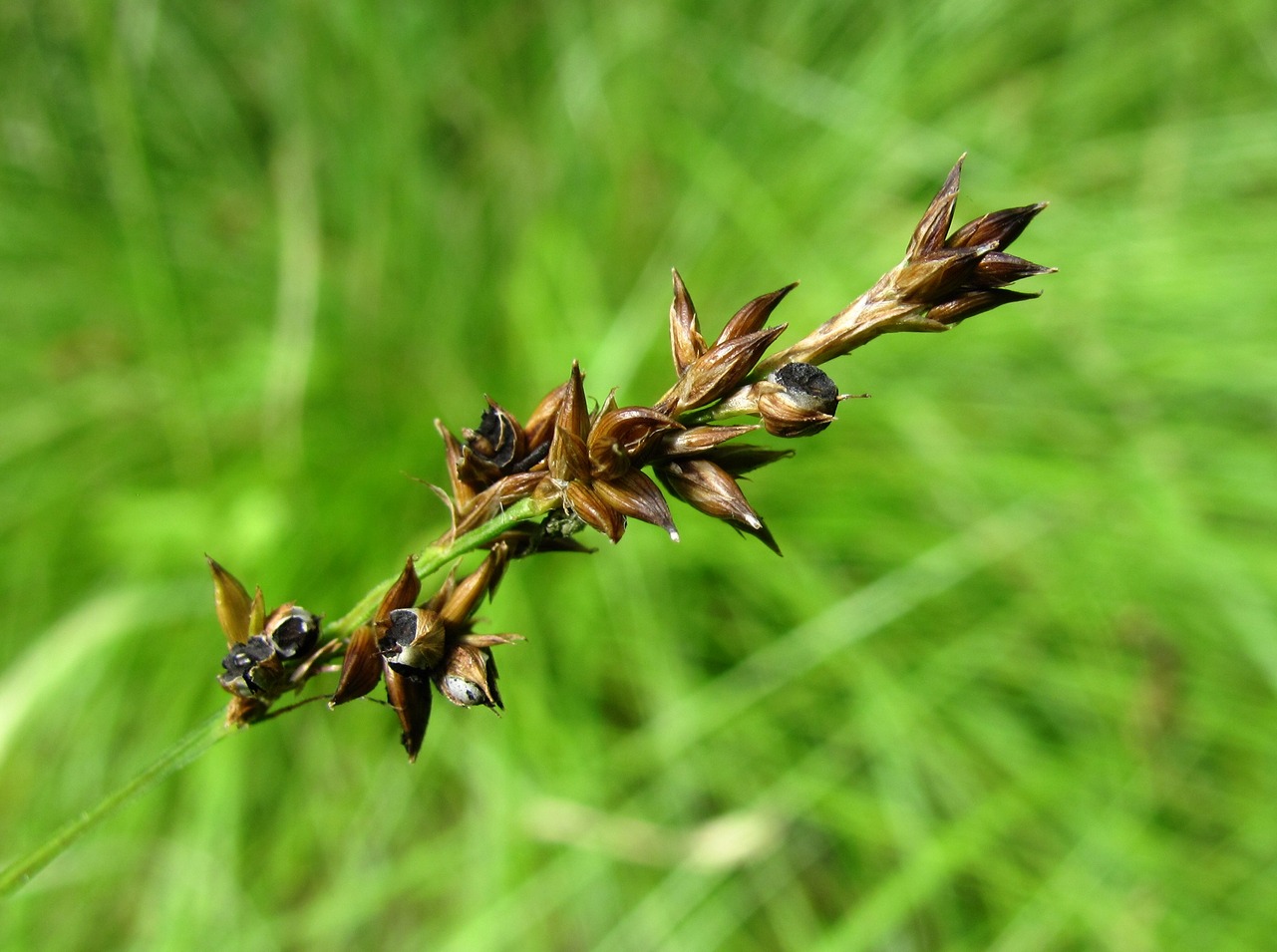 Изображение особи Carex elongata.