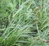 Carex spicata