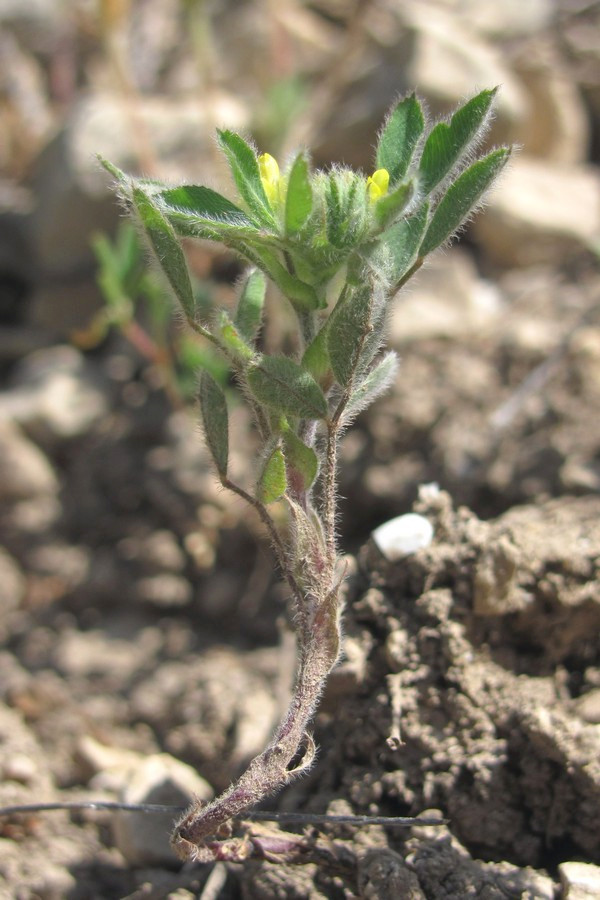 Изображение особи Melilotoides brachycarpa.