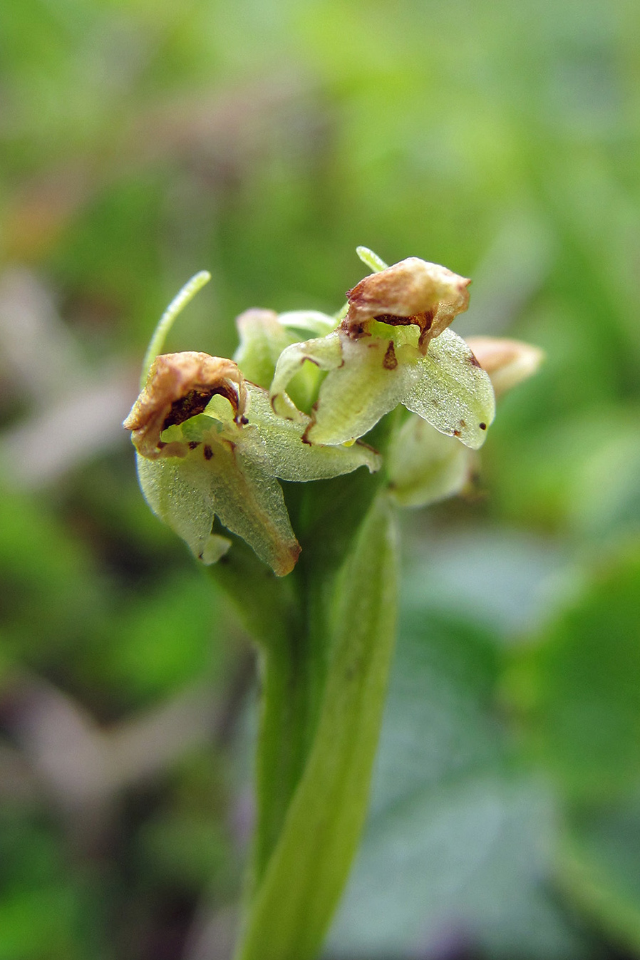 Image of Platanthera oligantha specimen.