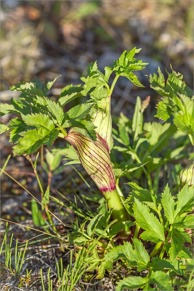 Изображение особи Archangelica officinalis.