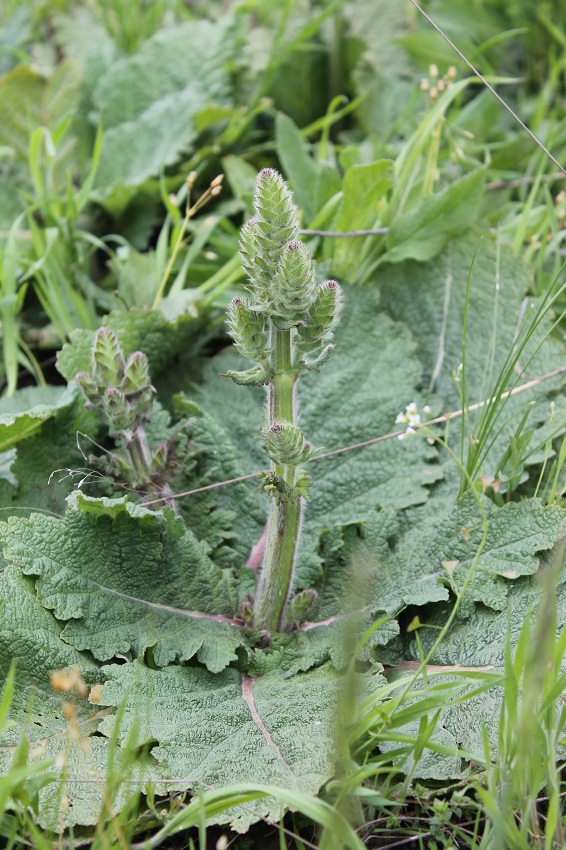 Image of Salvia revelata specimen.