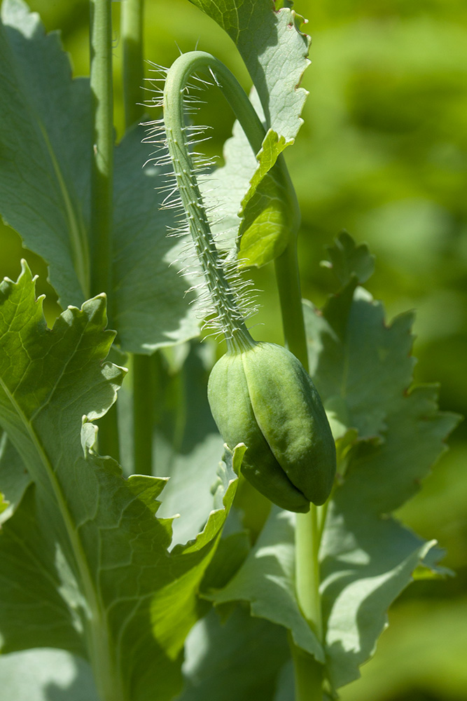 Изображение особи Papaver somniferum.