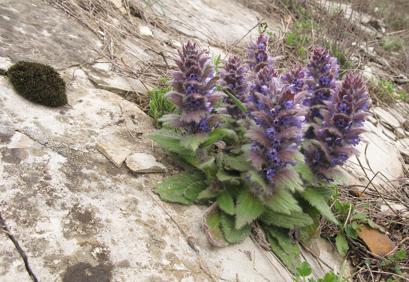 Image of Ajuga orientalis specimen.