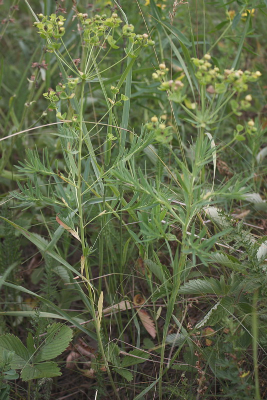 Изображение особи Euphorbia virgata.