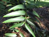 Agathis macrophylla. Часть побега. Австралия, г. Брисбен, ботанический сад. 12.07.2015.