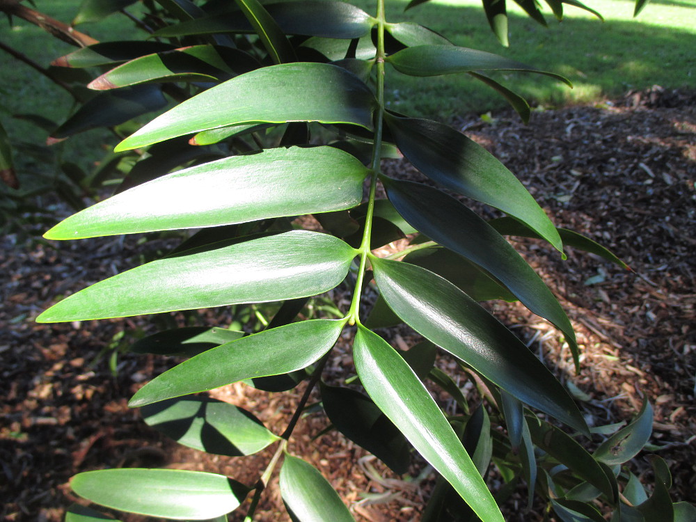 Image of Agathis macrophylla specimen.