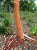 Eucalyptus propinqua. Нижняя часть ствола и остатки сброшенной коры. Австралия, г. Брисбен, парк Университета Квинсленда. 24.12.2015.