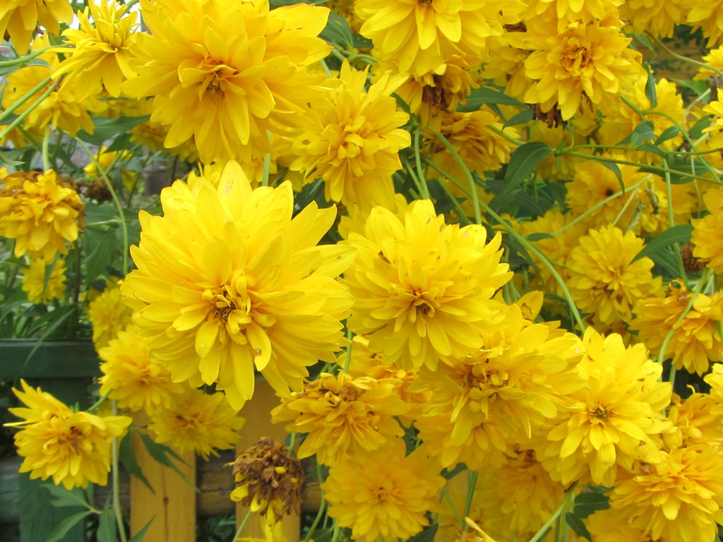 Image of Rudbeckia laciniata var. hortensia specimen.