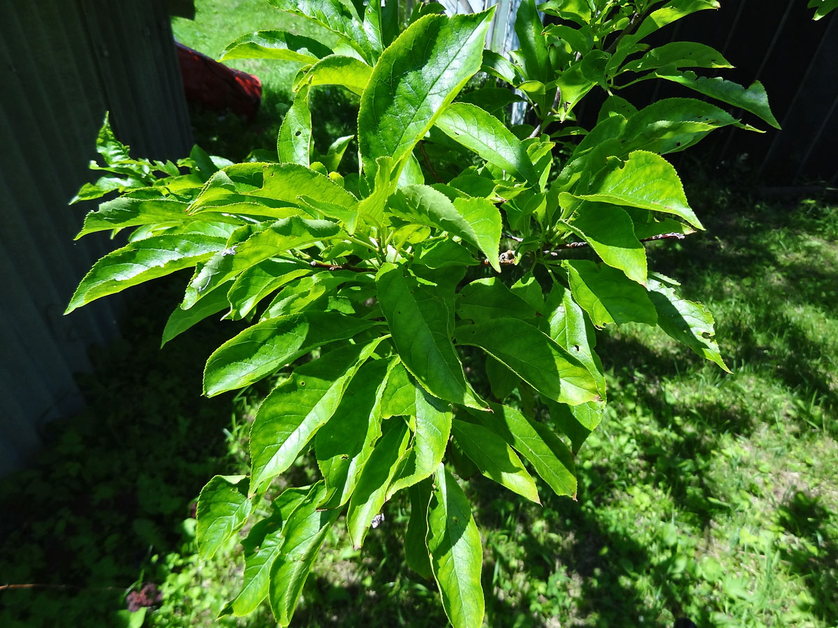 Image of genus Cerasus specimen.