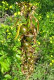 Asphodeline lutea
