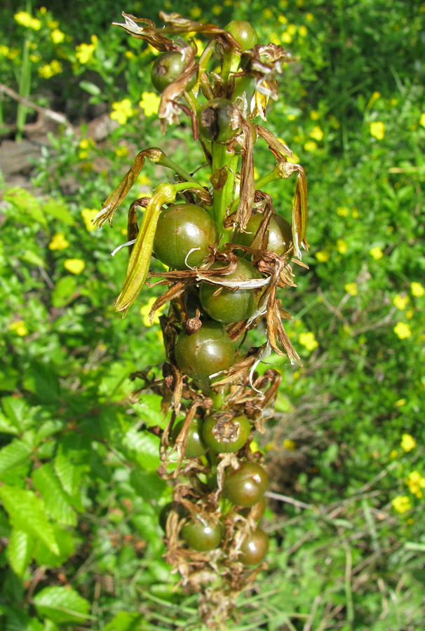 Изображение особи Asphodeline lutea.