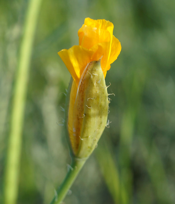 Изображение особи Glaucium squamigerum.