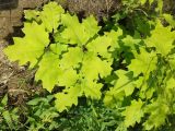 Quercus rubra