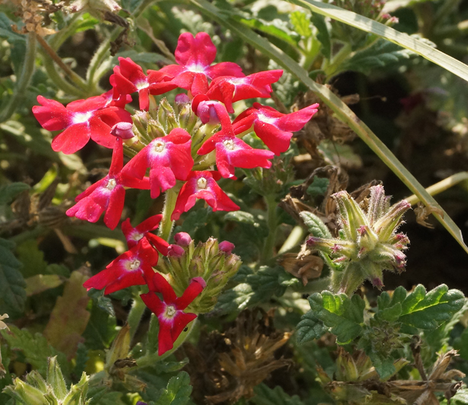 Изображение особи Glandularia × hybrida.