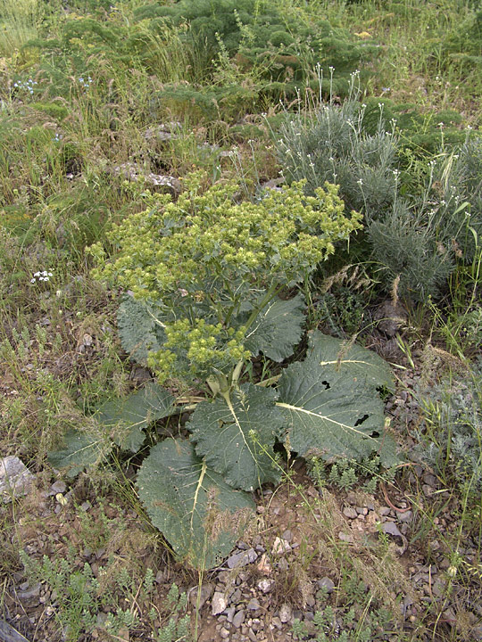 Image of Cousinia alberti specimen.