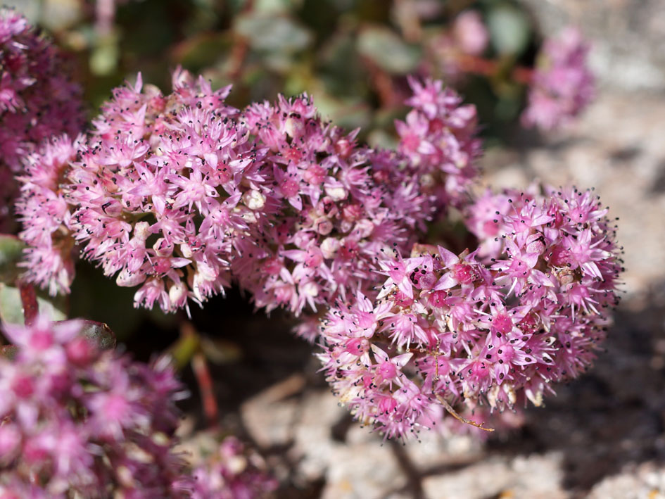 Изображение особи Hylotelephium ewersii.