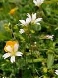 Cerastium purpurascens. Верхушки побегов с цветками. Карачаево-Черкесия, окр. пос. Нижний Архыз, гора Пастухова, ≈ 1900 м н.у.м., субальпийский луг. 14.06.2015.