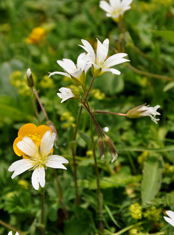 Image of Cerastium purpurascens specimen.