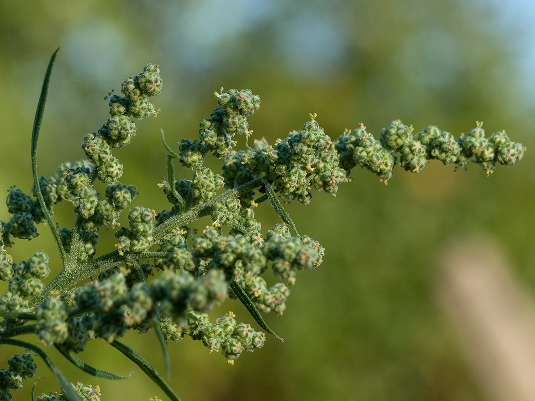 Image of Chenopodium album specimen.