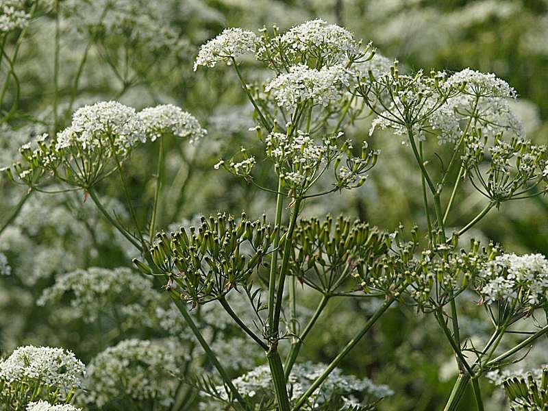 Изображение особи Anthriscus sylvestris.