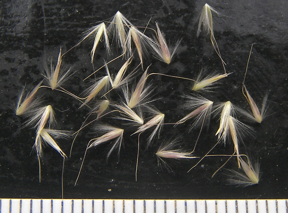 Image of Calamagrostis &times; paradoxa specimen.