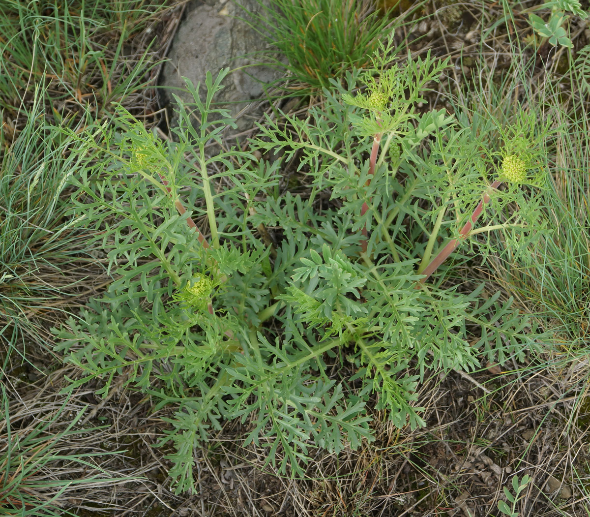 Image of Patrinia intermedia specimen.