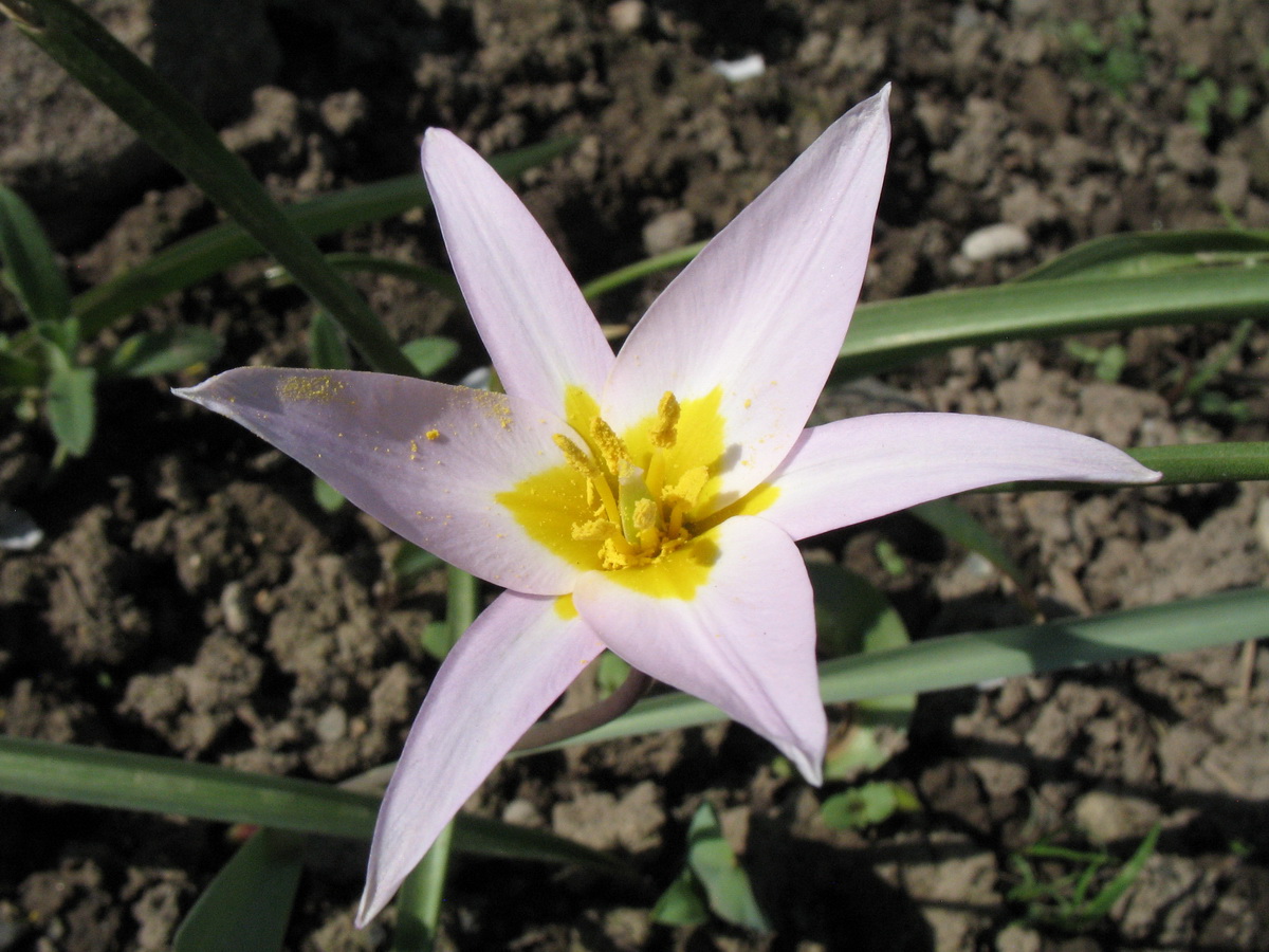 Image of Tulipa patens specimen.