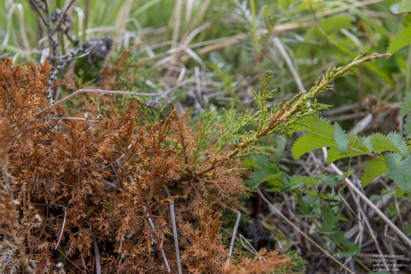 Изображение особи Juniperus davurica.