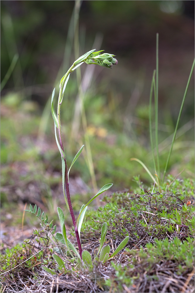 Image of Erigeron acris specimen.