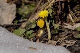 Tussilago farfara