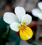 Viola tricolor. Цветок нетипичной окраски, соответствующий Viola matutina. Украина, Киев, заказник \"Лесники\", боровая терраса Днепра, сосновый лес. 5 мая 2007 г.