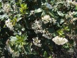 Viburnum tinus