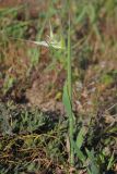 Avena clauda