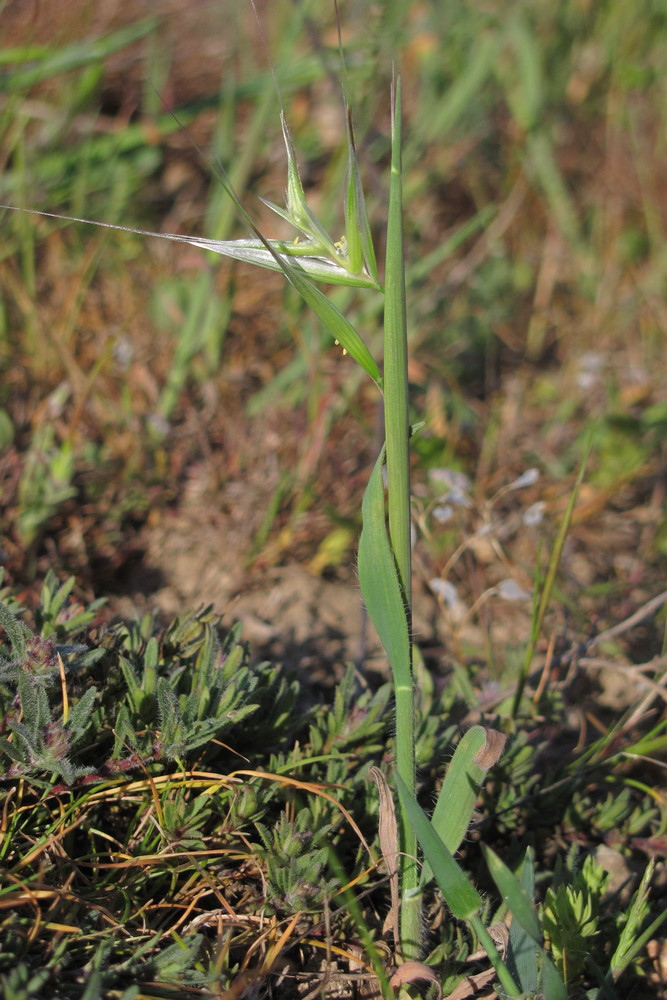 Image of Avena clauda specimen.