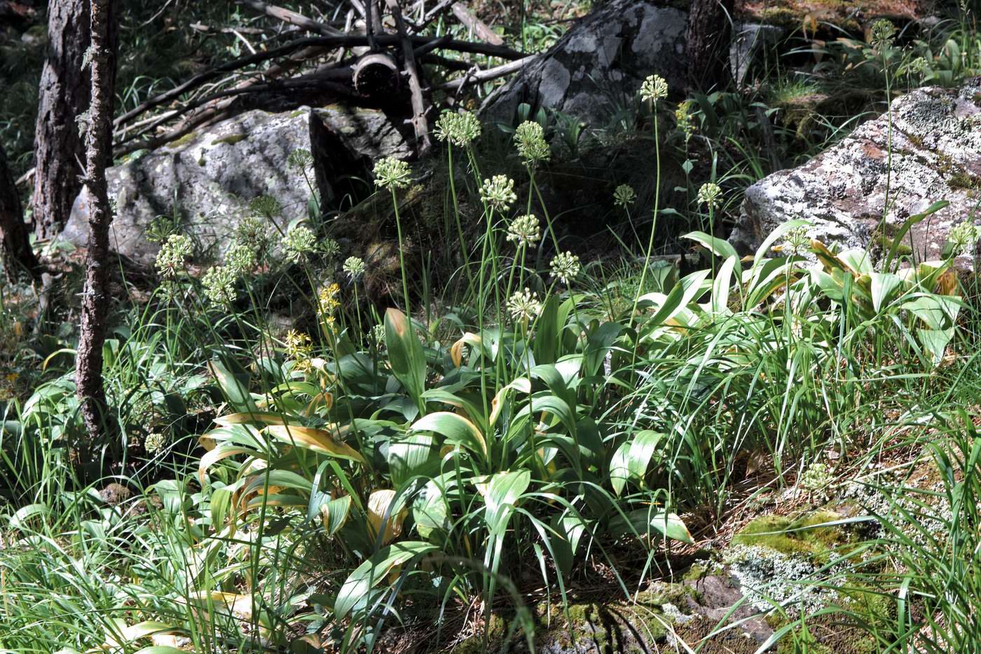 Image of Allium victorialis specimen.