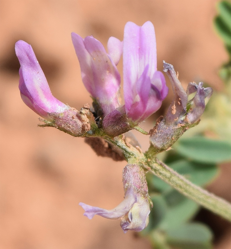 Изображение особи Astragalus vicarius.