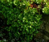 Saxifraga × arendsii