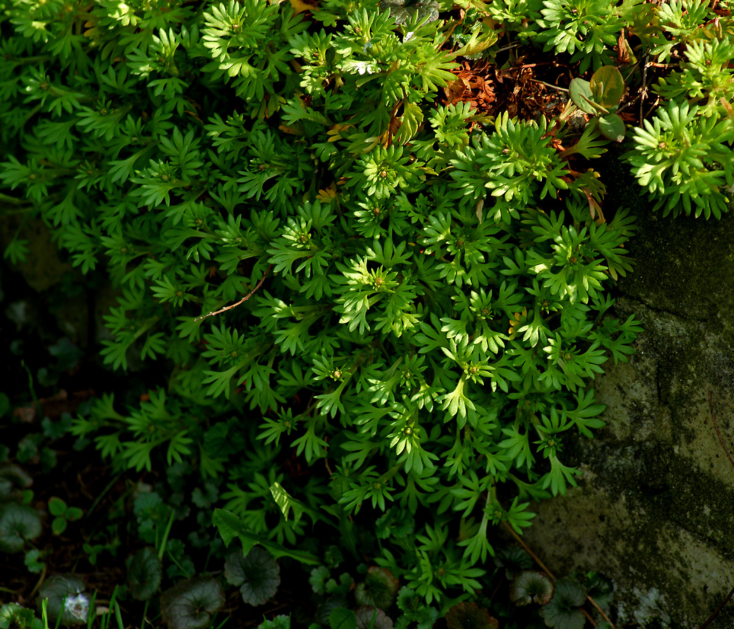Image of Saxifraga × arendsii specimen.