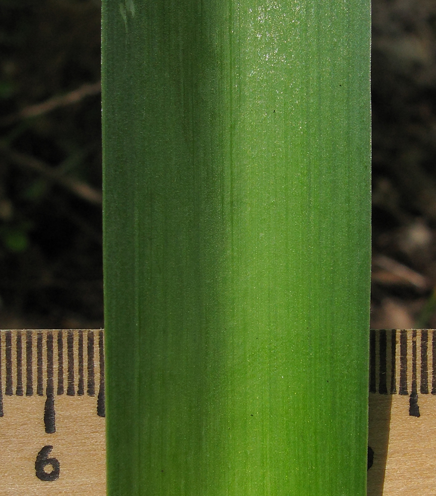 Image of Allium decipiens specimen.