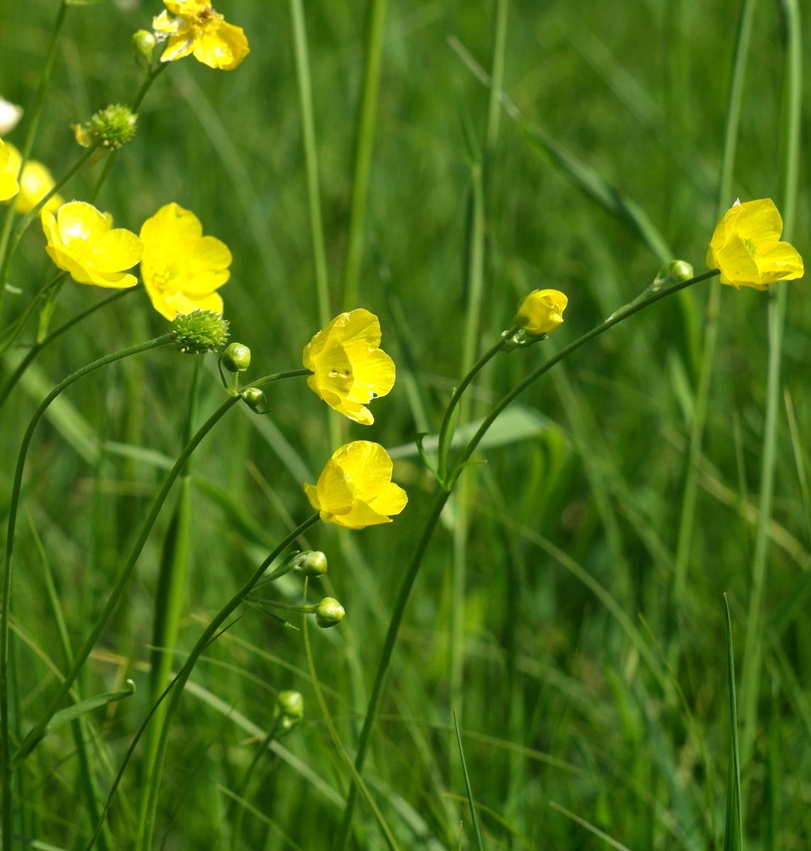 Изображение особи Ranunculus pedatus.