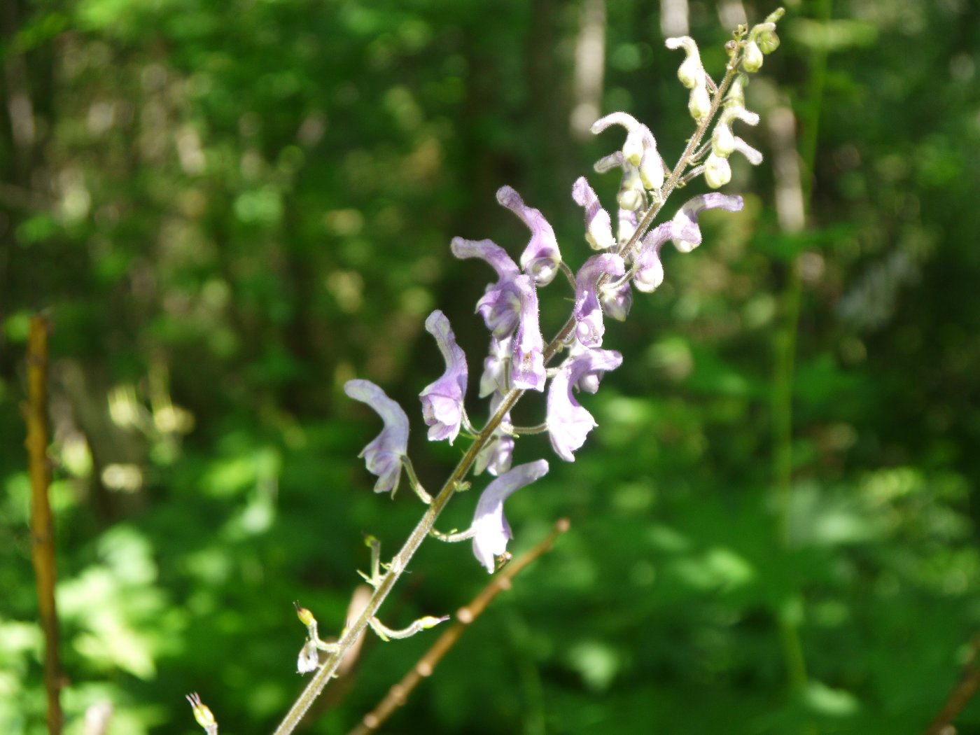 Изображение особи Aconitum septentrionale.