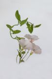 Convolvulus arvensis. Верхушка цветущего растения. Республика Молдова, пригород Кишинёва. 16 августа 2009 г.