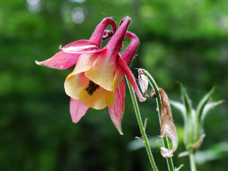 Image of Aquilegia oxysepala specimen.