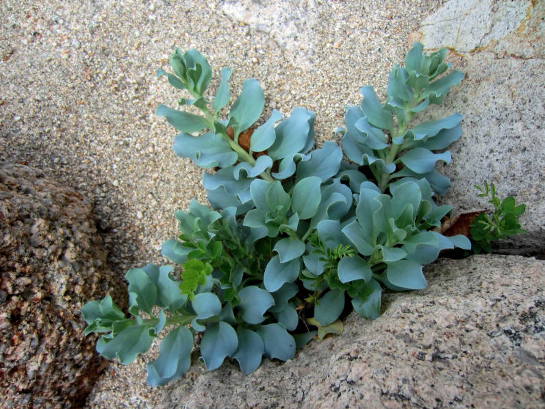 Изображение особи Mertensia maritima.