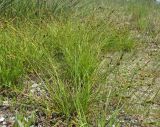 Carex extensa