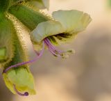 Hyoscyamus desertorum . Цветок. Израиль, центральная Арава, южные окр. пос. Сапир. 09.03.2015.