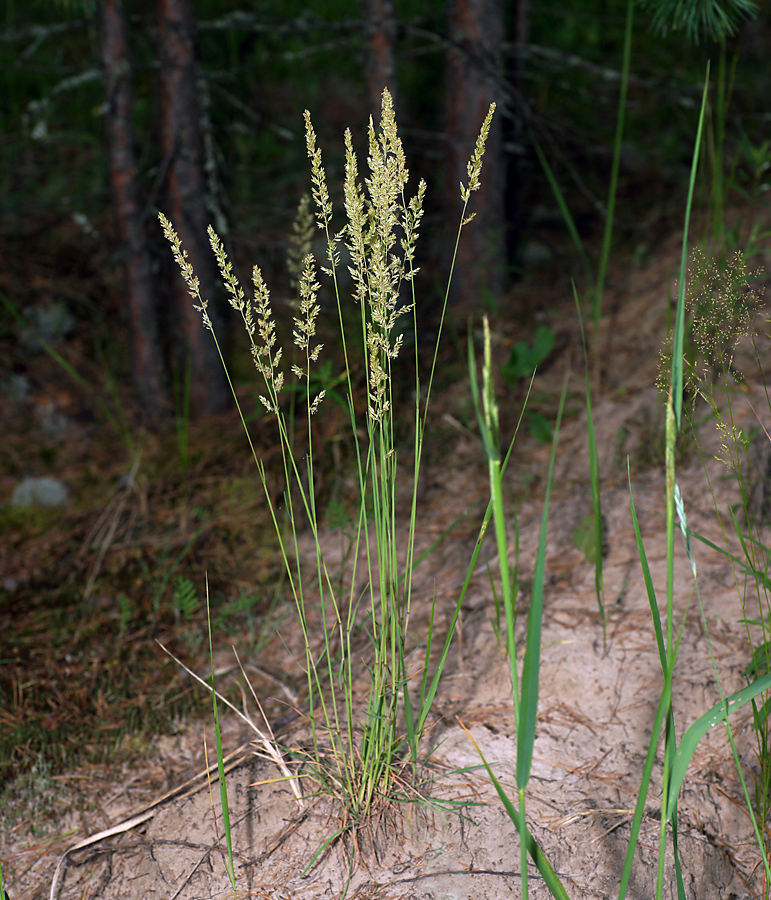 Image of Koeleria glauca specimen.